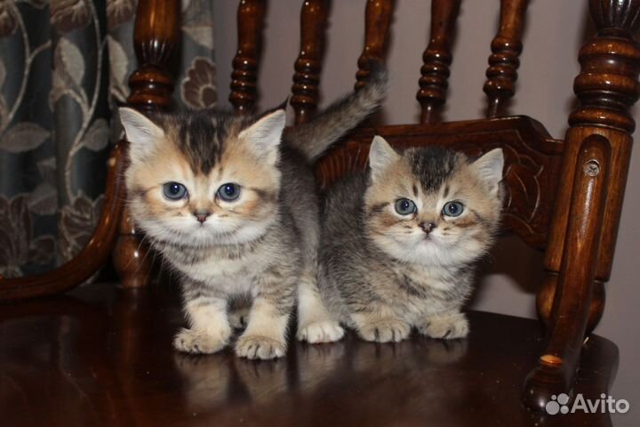 Британская золотая шиншилла