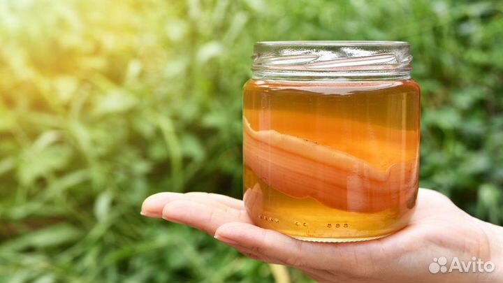 Чайный гриб