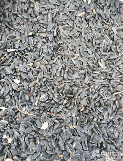 Семена подсолнечника