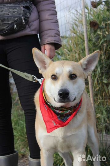 Отдам собаку