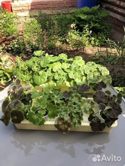 Пеларгонии сортовые