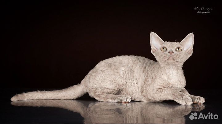 Котята девон-рекс
