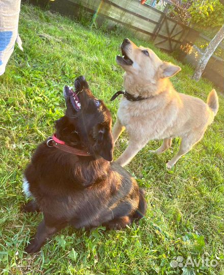 Собака в добрые руки