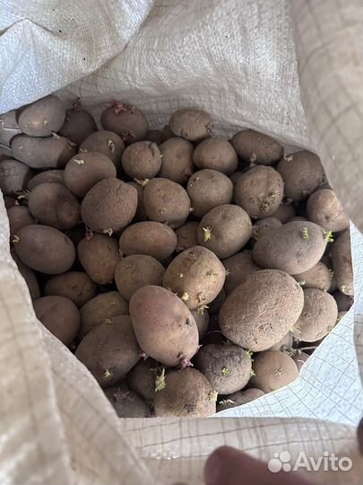 Картофель урожай 2022года