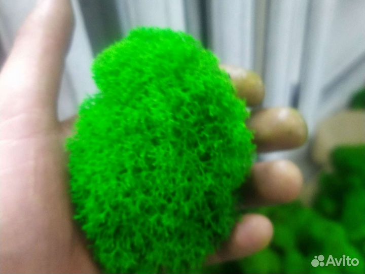 Стабилизированный мох. кг