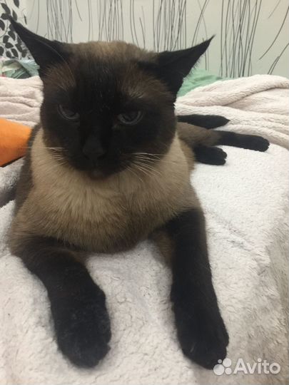 Передержка котов/кошечек в домашних условиях