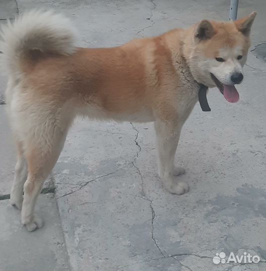 Акита ину