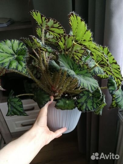 Бегония тигровая