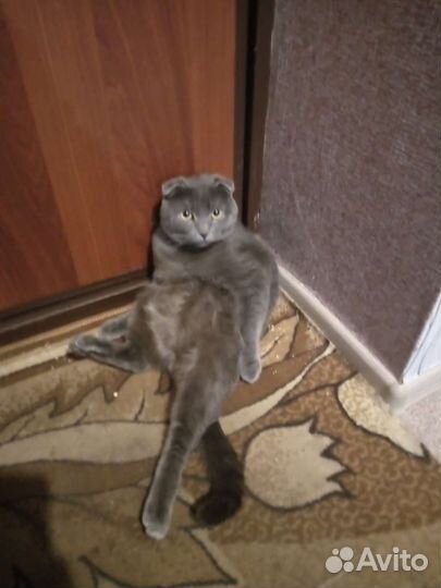 Отдам кота британца в добрые руки