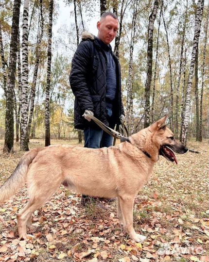 Статный Шарик хочет домой