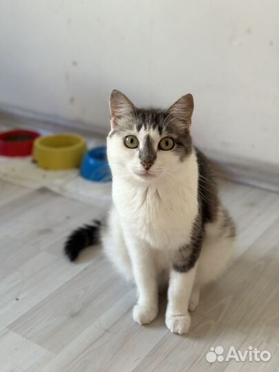 Кошка Луша ищет дом