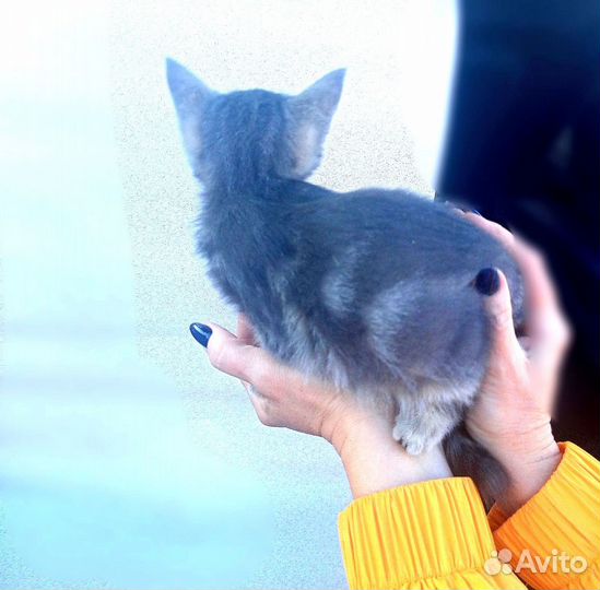 Красивая котя