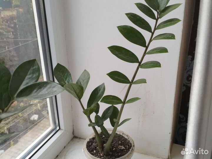 Замиокулькас на подарок