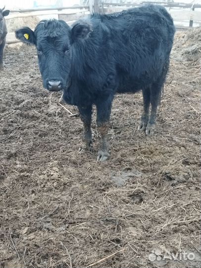 Коровы с телятами. Бык