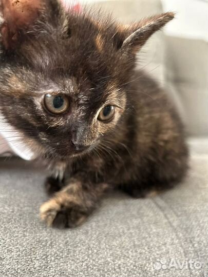 Котята бесплатно
