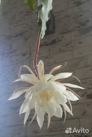 Царица ночи (есть укорененные черенки)