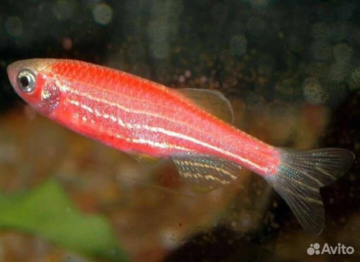 Дaнио розовый Аквариумные рыбки в ассортименте