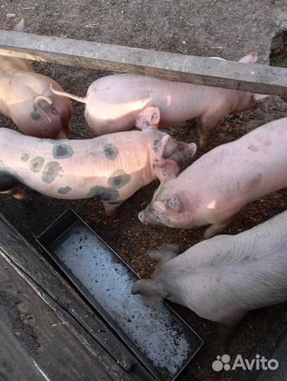 Поросята породы пьетрен