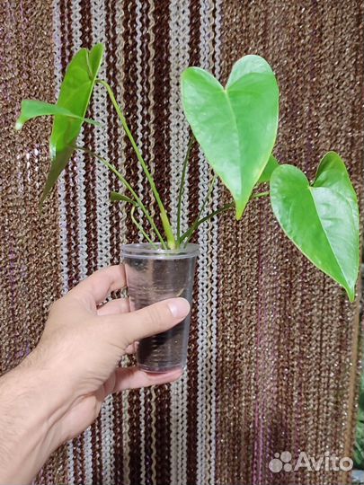 Антуриум и Спатифиллум