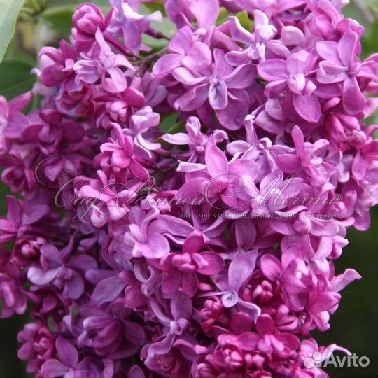 Сирень разные сорта