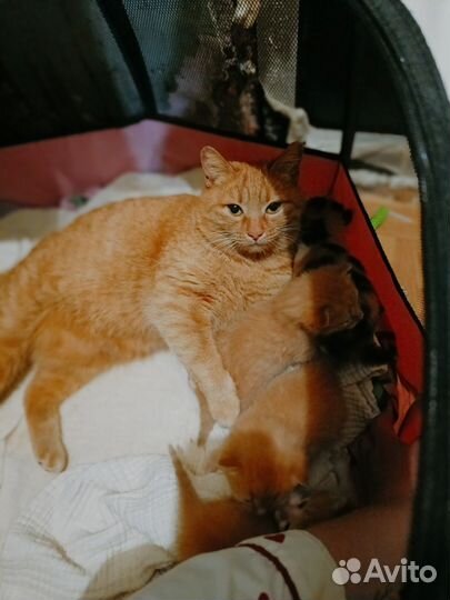 Помесь Бобтейл в добрые руки