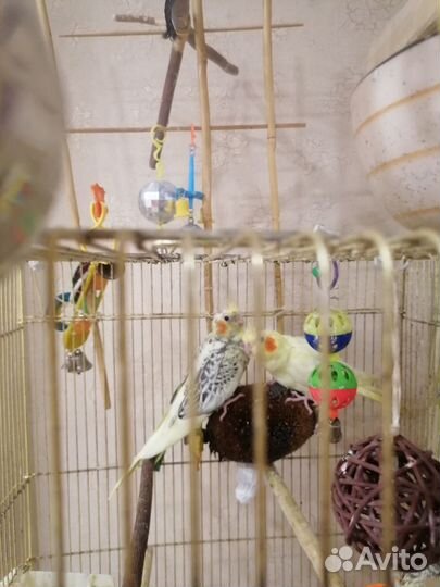 Попугай корелла птенец