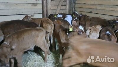 Телята бычки доставка с выбором