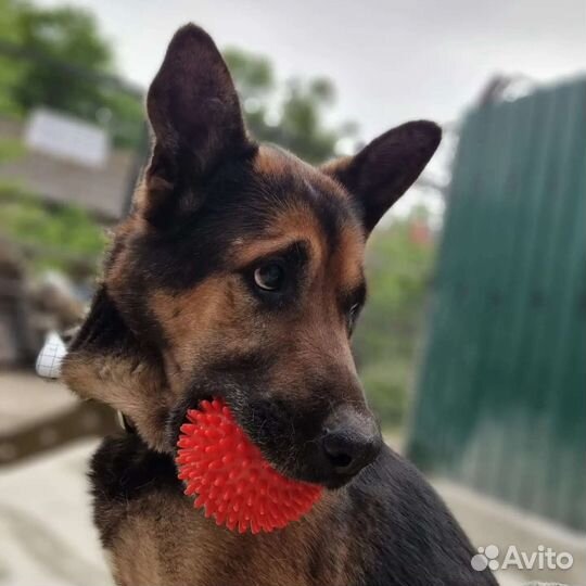Боб ищет дом