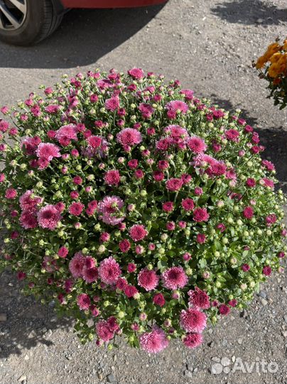 Хризантемы многолетние