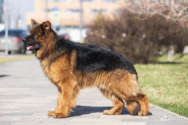 Немецкая овчарка длинношерстник