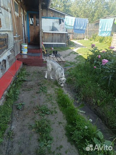 Щенок сао Алабай
