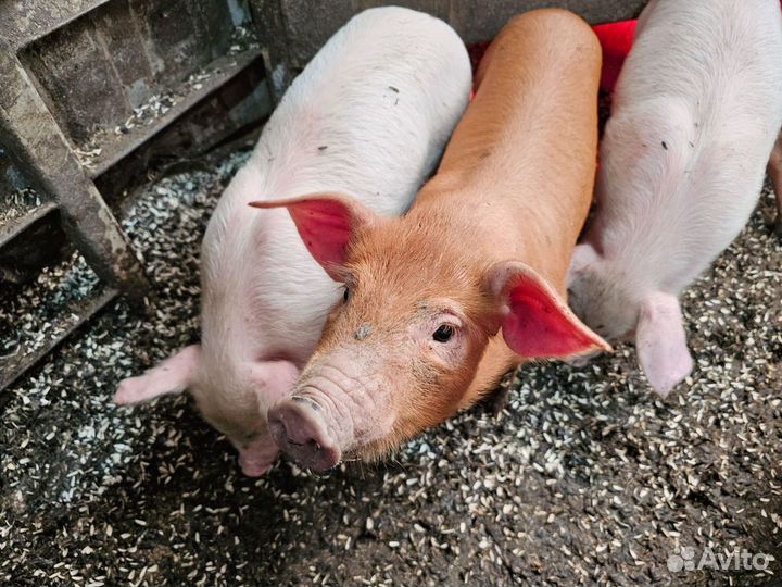 Поросята Ландрас Дюрок Белая