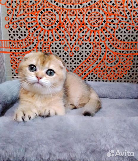 Котята золотая шиншилла с родословной