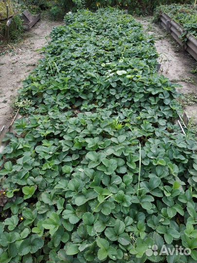 Саженцы клубники окс