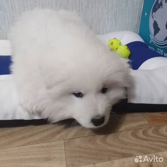 Самоед ищет подружку