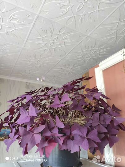 Кислица оксалис