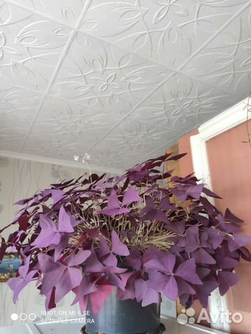 Кислица оксалис