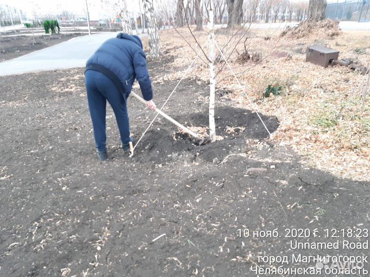 Береза пушистая