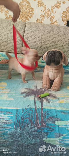 Щенки чихуахуа