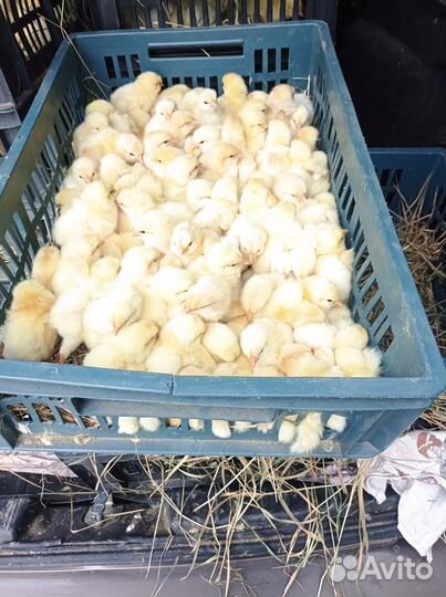 Петушок суточный