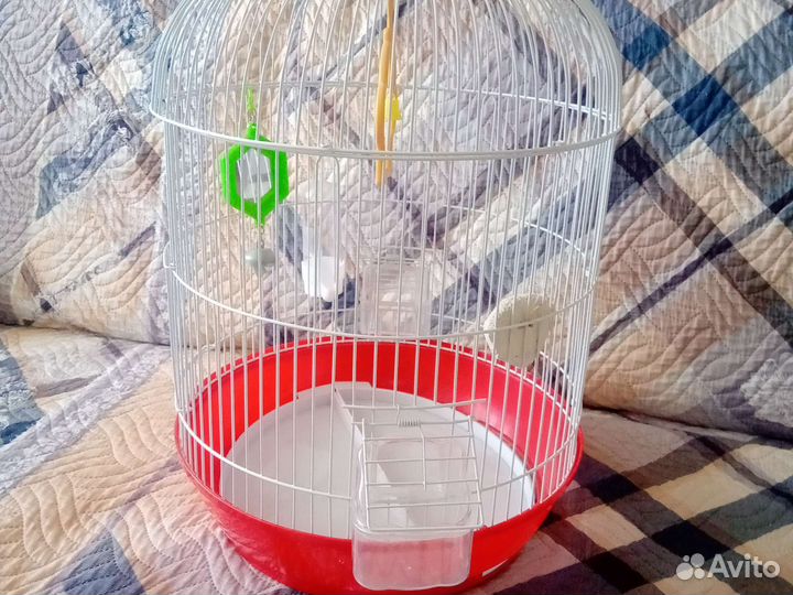 Клетка для попугая + канарейки