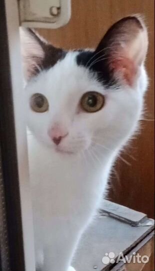 Кошки в добрые руки бесплатно