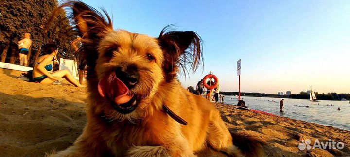 Выгул собак, погуляю с собакой