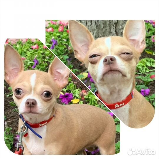 Выращенные девочки и мальчики. Москва