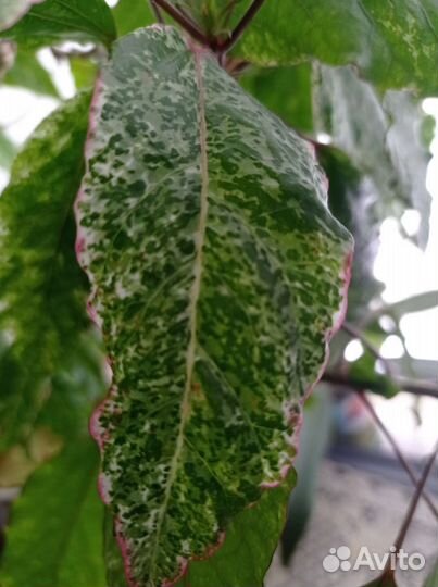 Бегония, Гибискус