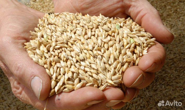 Зерно ячмень