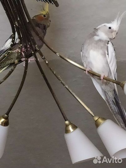 Попугаи корелла пара