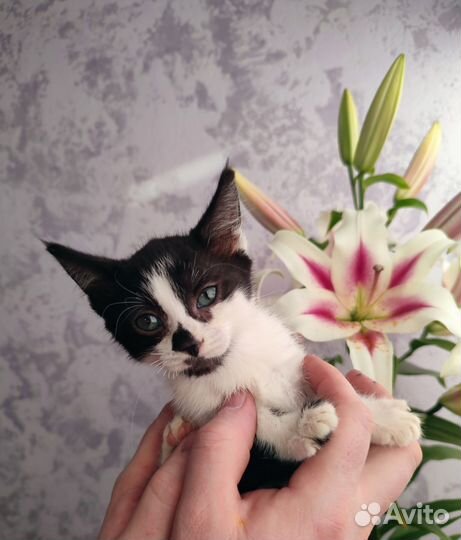 Котенок, девочка, 3 месяца