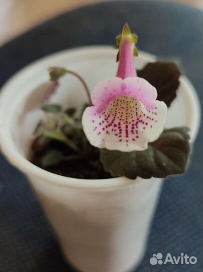 Минисиннингии