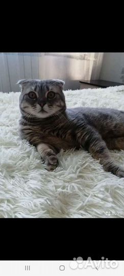 Вязка шотландский вислоухий кот для вязки